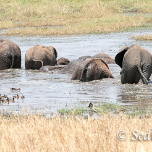 Elefant-7947.jpg   Elefanten, Tansania, Serengeti, Safari
Foto: © Johann Sedlmayr - s8-foto.de