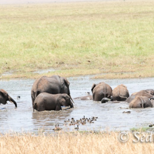 Elefant-7948.jpg   Elefanten, Tansania, Serengeti, Safari
Foto: © Johann Sedlmayr - s8-foto.de