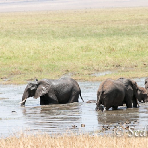 Elefant-7949.jpg   Elefanten, Tansania, Serengeti, Safari
Foto: © Johann Sedlmayr - s8-foto.de