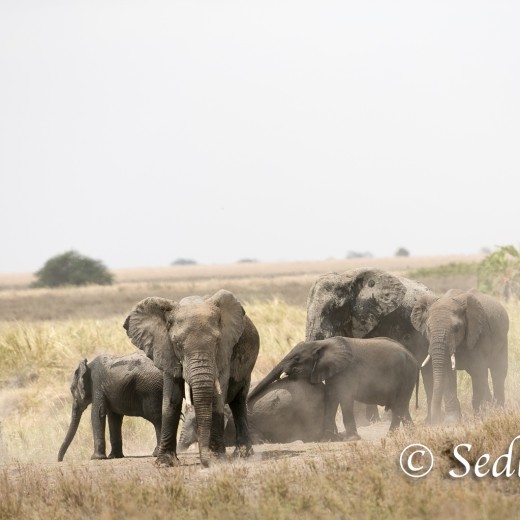 Elefant-8407.jpg   Elefanten, Tansania, Serengeti, Safari
Foto: © Johann Sedlmayr - s8-foto.de