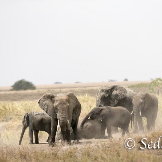 Elefant-8408.jpg   Elefanten, Tansania, Serengeti, Safari
Foto: © Johann Sedlmayr - s8-foto.de