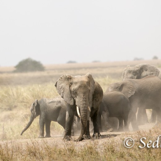 Elefant-8411.jpg   Elefanten, Tansania, Serengeti, Safari
Foto: © Johann Sedlmayr - s8-foto.de