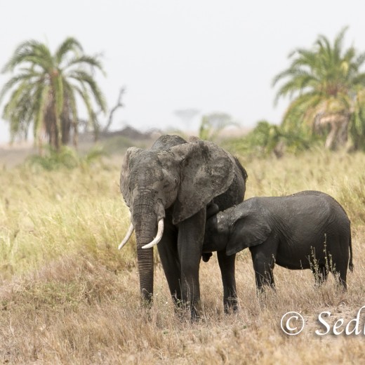 Elefant-8412.jpg   Elefanten, Tansania, Serengeti, Safari
Foto: © Johann Sedlmayr - s8-foto.de