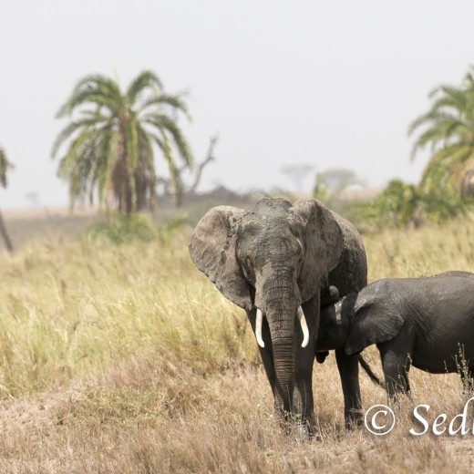 Elefant-8413.jpg   Elefanten, Tansania, Serengeti, Safari
Foto: © Johann Sedlmayr - s8-foto.de