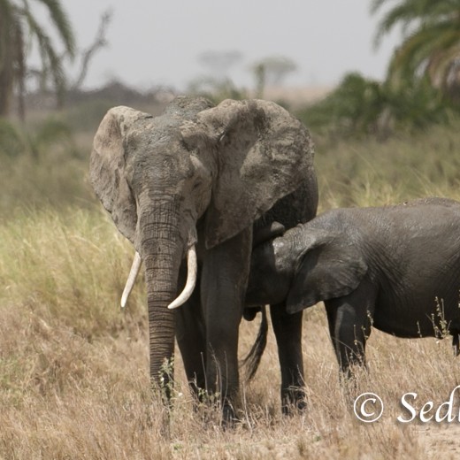 Elefant-8414.jpg   Elefanten, Tansania, Serengeti, Safari
Foto: © Johann Sedlmayr - s8-foto.de