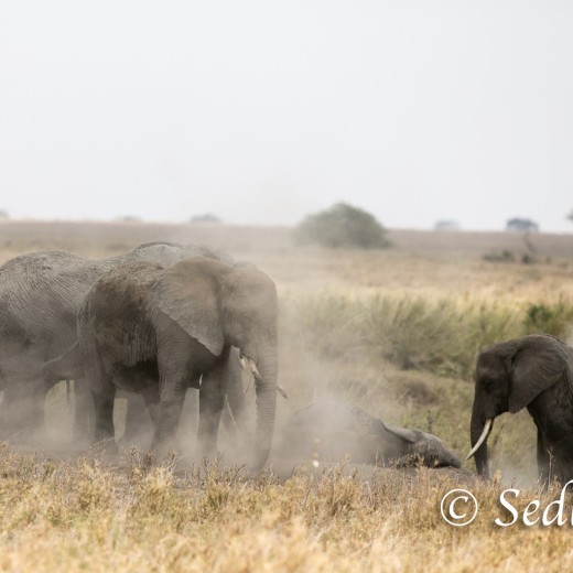 Elefant-8415.jpg   Elefanten, Tansania, Serengeti, Safari
Foto: © Johann Sedlmayr - s8-foto.de