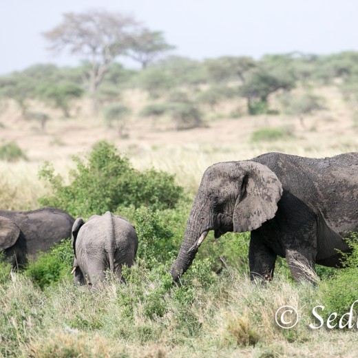 Elefant-8463.jpg   Elefanten, Tansania, Serengeti, Safari
Foto: © Johann Sedlmayr - s8-foto.de