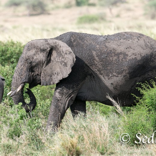 Elefant-8464.jpg   Elefanten, Tansania, Serengeti, Safari
Foto: © Johann Sedlmayr - s8-foto.de