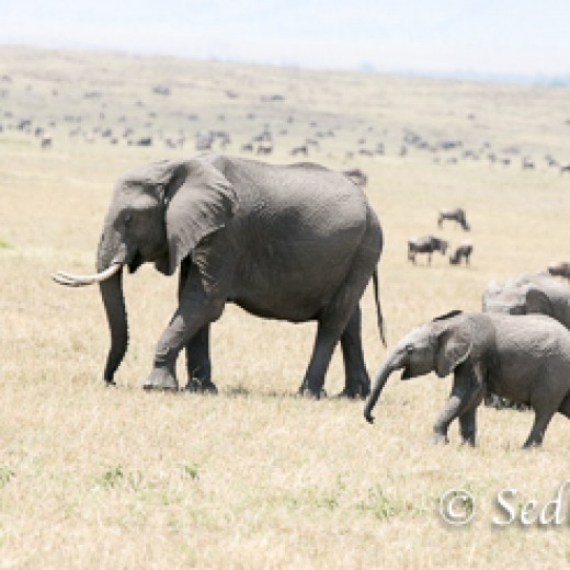 Elefant-8885.jpg   Elefanten, Tansania, Serengeti, Safari
Foto: © Johann Sedlmayr - s8-foto.de