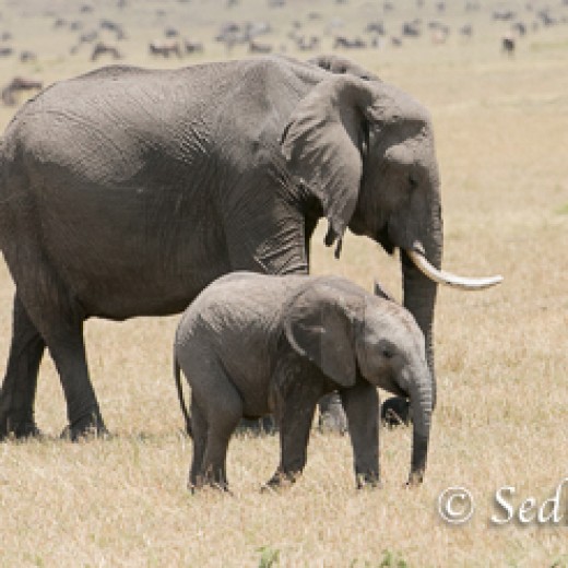 Elefant-8886-2.jpg   Elefanten, Tansania, Serengeti, Safari
Foto: © Johann Sedlmayr - s8-foto.de