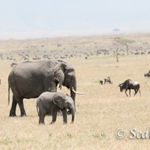 Elefant-8886.jpg   Elefanten, Tansania, Serengeti, Safari
Foto: © Johann Sedlmayr - s8-foto.de