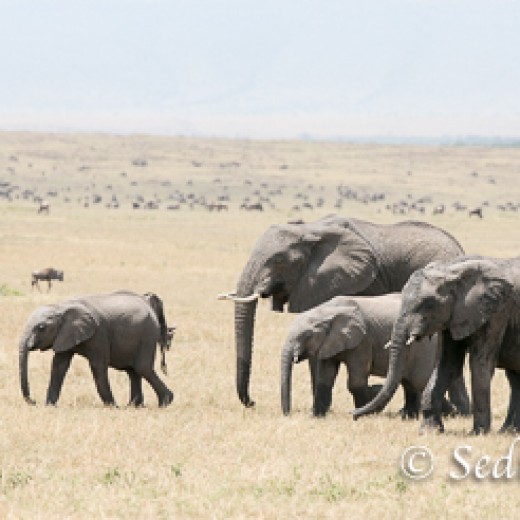Elefant-8887.jpg   Elefanten, Tansania, Serengeti, Safari
Foto: © Johann Sedlmayr - s8-foto.de