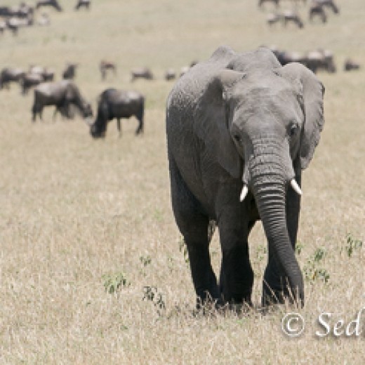Elefant-8888.jpg   Elefanten, Tansania, Serengeti, Safari
Foto: © Johann Sedlmayr - s8-foto.de