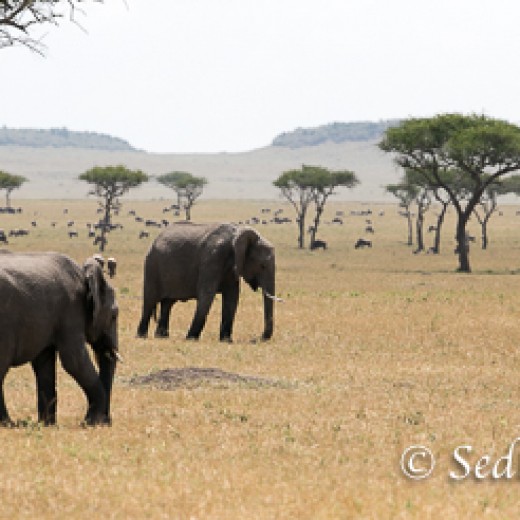 Elefant-8889.jpg   Elefanten, Tansania, Serengeti, Safari
Foto: © Johann Sedlmayr - s8-foto.de