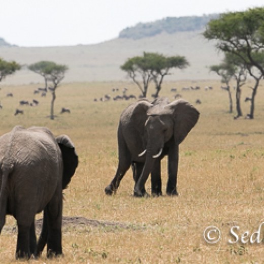 Elefant-8890.jpg   Elefanten, Tansania, Serengeti, Safari
Foto: © Johann Sedlmayr - s8-foto.de