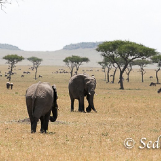 Elefant-8891.jpg   Elefanten, Tansania, Serengeti, Safari
Foto: © Johann Sedlmayr - s8-foto.de
