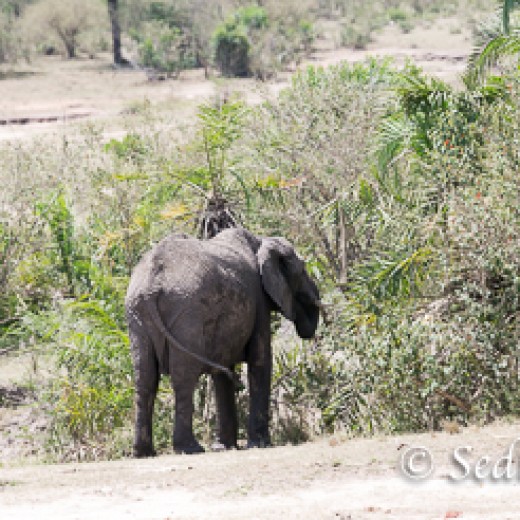 Elefant-8961.jpg   Elefanten, Tansania, Serengeti, Safari
Foto: © Johann Sedlmayr - s8-foto.de