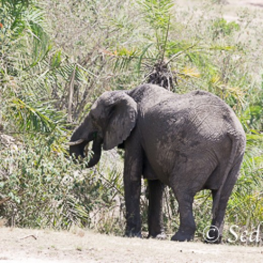 Elefant-8962.jpg   Elefanten, Tansania, Serengeti, Safari
Foto: © Johann Sedlmayr - s8-foto.de