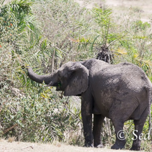 Elefant-8963.jpg   Elefanten, Tansania, Serengeti, Safari
Foto: © Johann Sedlmayr - s8-foto.de