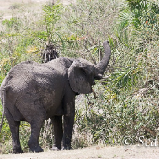 Elefant-8964.jpg   Elefanten, Tansania, Serengeti, Safari
Foto: © Johann Sedlmayr - s8-foto.de