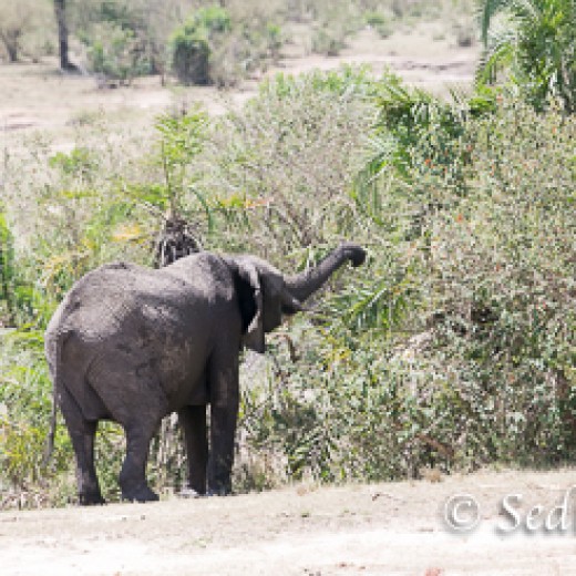 Elefant-8965.jpg   Elefanten, Tansania, Serengeti, Safari
Foto: © Johann Sedlmayr - s8-foto.de