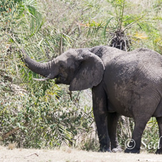Elefant-8966.jpg   Elefanten, Tansania, Serengeti, Safari
Foto: © Johann Sedlmayr - s8-foto.de