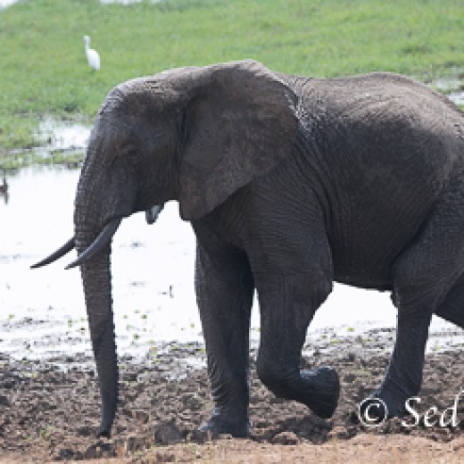 Elefant-9787.jpg   Elefanten, Tansania, Serengeti, Safari
Foto: © Johann Sedlmayr - s8-foto.de