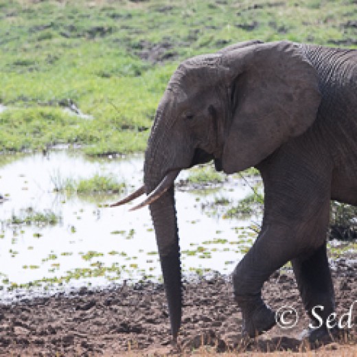 Elefant-9783.jpg   Elefanten, Tansania, Serengeti, Safari
Foto: © Johann Sedlmayr - s8-foto.de