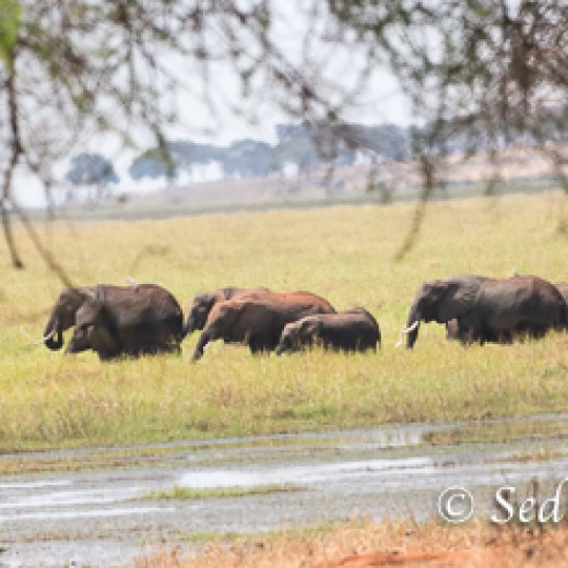 Elefant-9818.jpg   Elefanten, Tansania, Serengeti, Safari
Foto: © Johann Sedlmayr - s8-foto.de