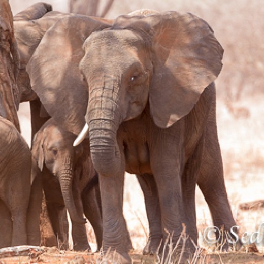 Elefant-9839.jpg   Elefanten, Tansania, Serengeti, Safari
Foto: © Johann Sedlmayr - s8-foto.de