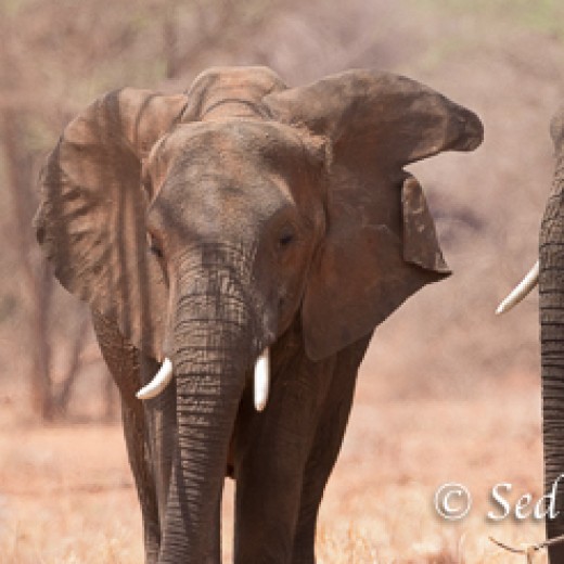 Elefant-9841.jpg   Elefanten, Tansania, Serengeti, Safari
Foto: © Johann Sedlmayr - s8-foto.de