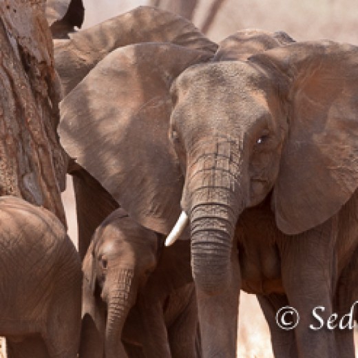 Elefant-9840.jpg   Elefanten, Tansania, Serengeti, Safari
Foto: © Johann Sedlmayr - s8-foto.de