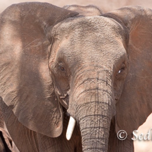 Elefant-9844.jpg   Elefanten, Tansania, Serengeti, Safari
Foto: © Johann Sedlmayr - s8-foto.de