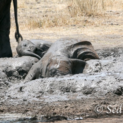 Elefant-9855.jpg   Elefanten, Tansania, Serengeti, Safari
Foto: © Johann Sedlmayr - s8-foto.de