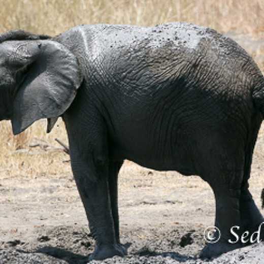 Elefant-9856.jpg   Elefanten, Tansania, Serengeti, Safari
Foto: © Johann Sedlmayr - s8-foto.de