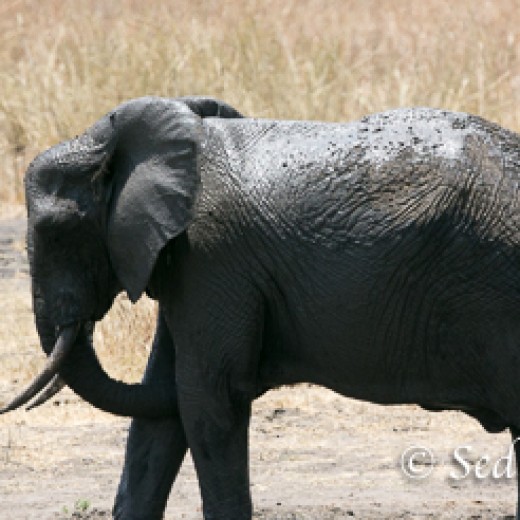 Elefant-9857.jpg   Elefanten, Tansania, Serengeti, Safari
Foto: © Johann Sedlmayr - s8-foto.de