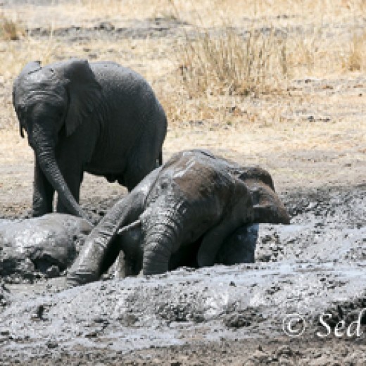Elefant-9859.jpg   Elefanten, Tansania, Serengeti, Safari
Foto: © Johann Sedlmayr - s8-foto.de