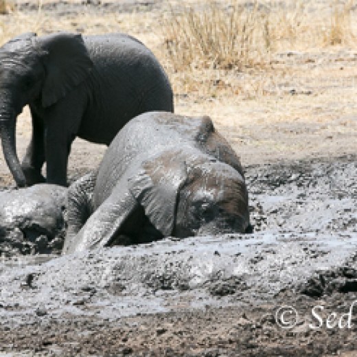 Elefant-9858.jpg   Elefanten, Tansania, Serengeti, Safari
Foto: © Johann Sedlmayr - s8-foto.de