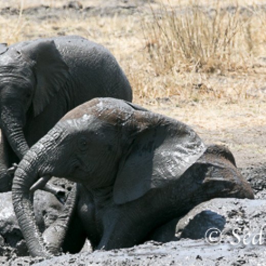 Elefant-9860.jpg   Elefanten, Tansania, Serengeti, Safari
Foto: © Johann Sedlmayr - s8-foto.de