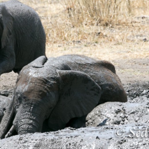 Elefant-9861.jpg   Elefanten, Tansania, Serengeti, Safari
Foto: © Johann Sedlmayr - s8-foto.de