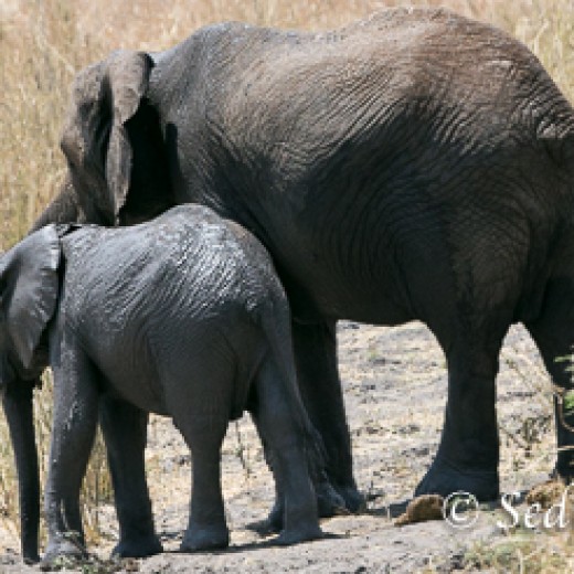 Elefant-9862.jpg   Elefanten, Tansania, Serengeti, Safari
Foto: © Johann Sedlmayr - s8-foto.de