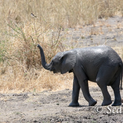 Elefant-9865.jpg   Elefanten, Tansania, Serengeti, Safari
Foto: © Johann Sedlmayr - s8-foto.de
