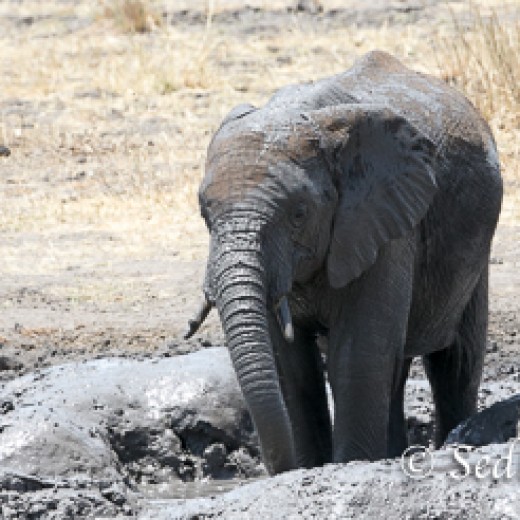 Elefant-9866.jpg   Elefanten, Tansania, Serengeti, Safari
Foto: © Johann Sedlmayr - s8-foto.de