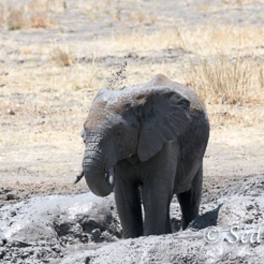 Elefant-9867.jpg   Elefanten, Tansania, Serengeti, Safari
Foto: © Johann Sedlmayr - s8-foto.de