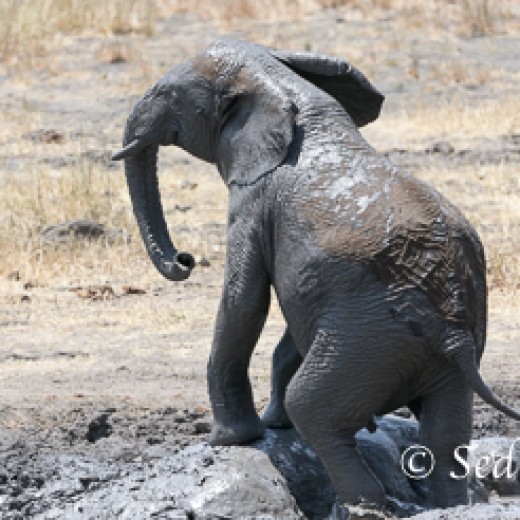 Elefant-9869.jpg   Elefanten, Tansania, Serengeti, Safari
Foto: © Johann Sedlmayr - s8-foto.de