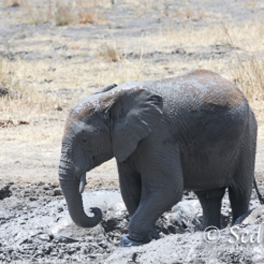 Elefant-9868.jpg   Elefanten, Tansania, Serengeti, Safari
Foto: © Johann Sedlmayr - s8-foto.de