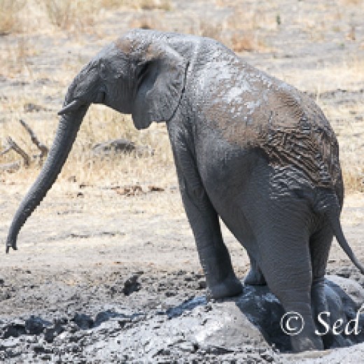 Elefant-9870.jpg   Elefanten, Tansania, Serengeti, Safari
Foto: © Johann Sedlmayr - s8-foto.de
