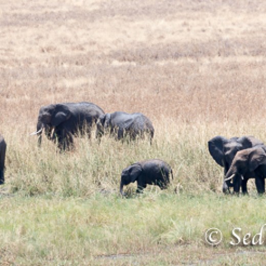 Elefant-9873.jpg   Elefanten, Tansania, Serengeti, Safari
Foto: © Johann Sedlmayr - s8-foto.de