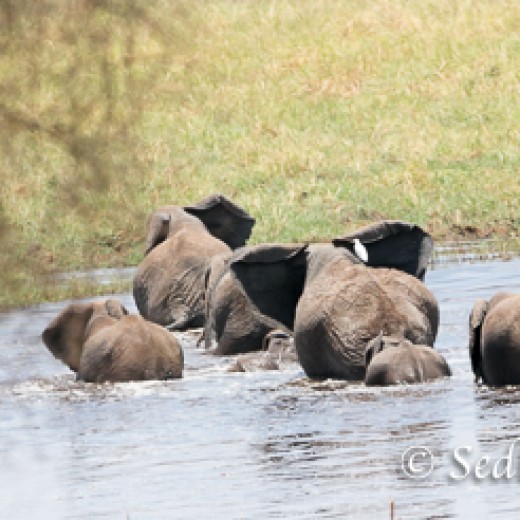 Elefant-9877.jpg   Elefanten, Tansania, Serengeti, Safari
Foto: © Johann Sedlmayr - s8-foto.de
