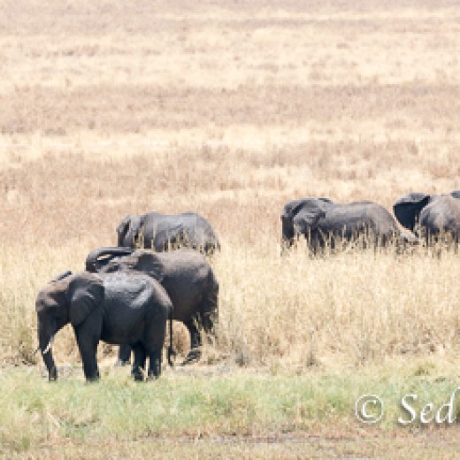 Elefant-9876.jpg   Elefanten, Tansania, Serengeti, Safari
Foto: © Johann Sedlmayr - s8-foto.de